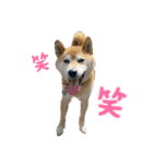 よしだ家のにゃんこたち3（個別スタンプ：13）