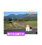 ぱぴぱぴパピヨン94（個別スタンプ：1）