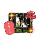 ぱぴぱぴパピヨン94（個別スタンプ：2）