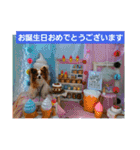 ぱぴぱぴパピヨン94（個別スタンプ：5）