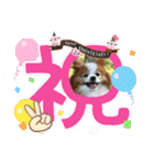 ぱぴぱぴパピヨン94（個別スタンプ：7）