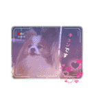 ぱぴぱぴパピヨン94（個別スタンプ：9）