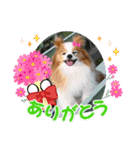 ぱぴぱぴパピヨン94（個別スタンプ：13）