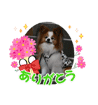 ぱぴぱぴパピヨン94（個別スタンプ：15）