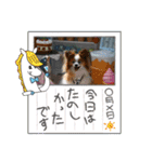 ぱぴぱぴパピヨン94（個別スタンプ：17）