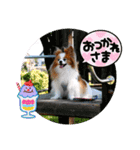 ぱぴぱぴパピヨン94（個別スタンプ：21）