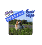 ぱぴぱぴパピヨン94（個別スタンプ：24）