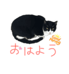 ネコのあいさつ♡（個別スタンプ：1）