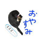 ネコのあいさつ♡（個別スタンプ：2）