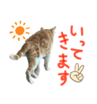 ネコのあいさつ♡（個別スタンプ：3）