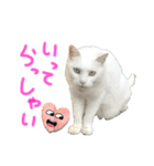 ネコのあいさつ♡（個別スタンプ：4）