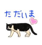 ネコのあいさつ♡（個別スタンプ：5）