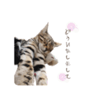 Chaka Sticker ！（個別スタンプ：6）