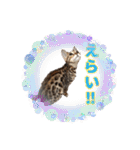 Chaka Sticker ！（個別スタンプ：15）