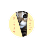 Chaka Sticker ！（個別スタンプ：38）