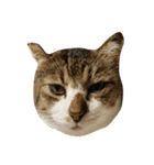 ねこさんとももんがさん（個別スタンプ：1）