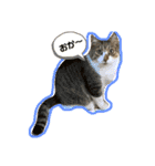 ねこさんとももんがさん（個別スタンプ：3）