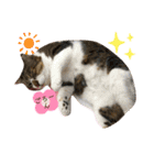 ねこさんとももんがさん（個別スタンプ：4）