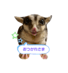 ねこさんとももんがさん（個別スタンプ：5）