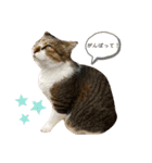 ねこさんとももんがさん（個別スタンプ：7）