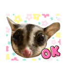 ねこさんとももんがさん（個別スタンプ：9）