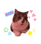 ねこさんとももんがさん（個別スタンプ：11）