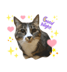 ねこさんとももんがさん（個別スタンプ：12）