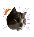 ねこさんとももんがさん（個別スタンプ：13）
