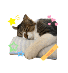 ねこさんとももんがさん（個別スタンプ：14）