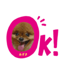ポメラニアンあずきもなか①（個別スタンプ：2）