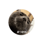 ロシオスタンプ（個別スタンプ：5）