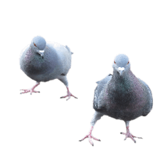 [LINEスタンプ] ぽっぽ鳩