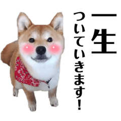 [LINEスタンプ] 芝犬アキナと暮らす