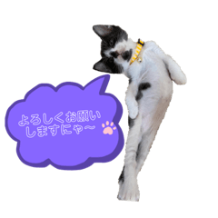 [LINEスタンプ] うちのねこーズ4
