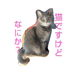 [LINEスタンプ] アコにゃんエマにゃん