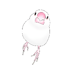 [LINEスタンプ] うちの白文鳥 【文字無しバージョン】