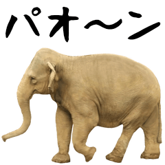 [LINEスタンプ] 飛び出す！ゾウと動物園の仲間たちの画像（メイン）