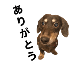 [LINEスタンプ] 愛犬17歳