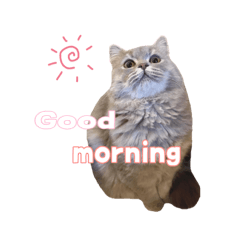 [LINEスタンプ] うどんスタンプ(ねこ)