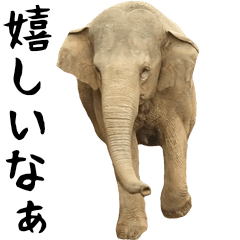 [LINEスタンプ] 動く！ゾウと動物園の仲間たちの画像（メイン）