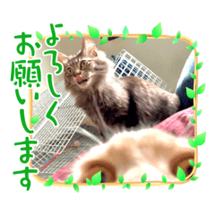 [LINEスタンプ] 猫さん達1