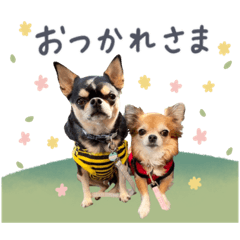 [LINEスタンプ] 3チワワ’s。あぽろーるーしー。その2