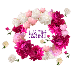 [LINEスタンプ] 優雅な芍薬メッセージ