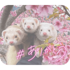 [LINEスタンプ] みるさんしんば・らいるるりりー