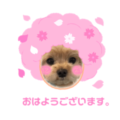 [LINEスタンプ] マルプーのぷーたん       第10弾