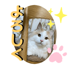 [LINEスタンプ] マンチカンの猫スタンプ 日常編