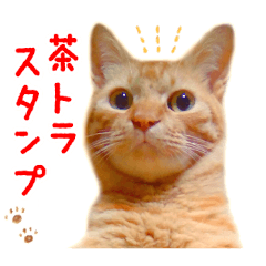 [LINEスタンプ] 茶トラ 猫 日常 スタンプ