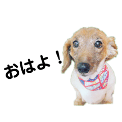 [LINEスタンプ] 実写 ダックスのレンちゃん