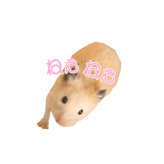 [LINEスタンプ] ボク、クマたろう
