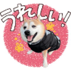 [LINEスタンプ] 毎日使える♪かわいい柴犬ポンタの日常